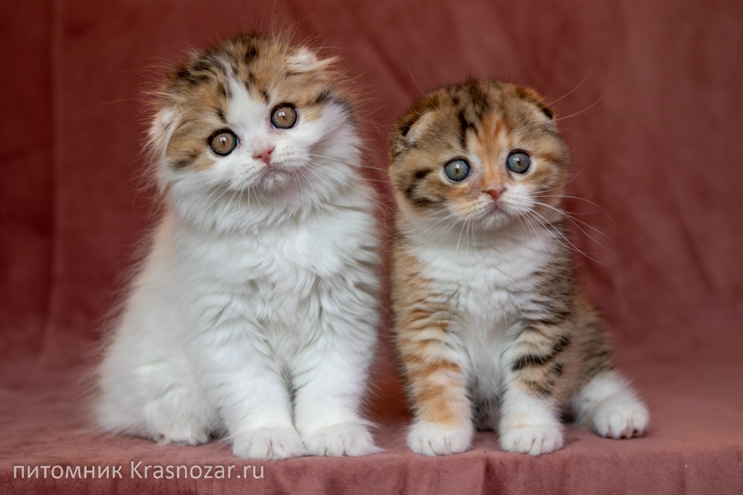 Шотландские котята, хайленд фолд и хайленд косттиш фолд с детским окрасом глаз. Питомник "Krasnozar"