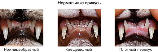 Допустимые прикусы у шотландской вислоухой