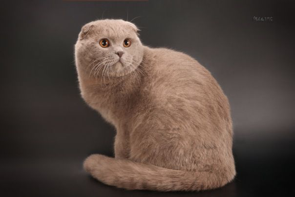 лиловый солид