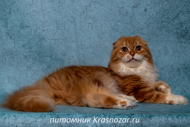 Krasnozar Nestor Petrovich