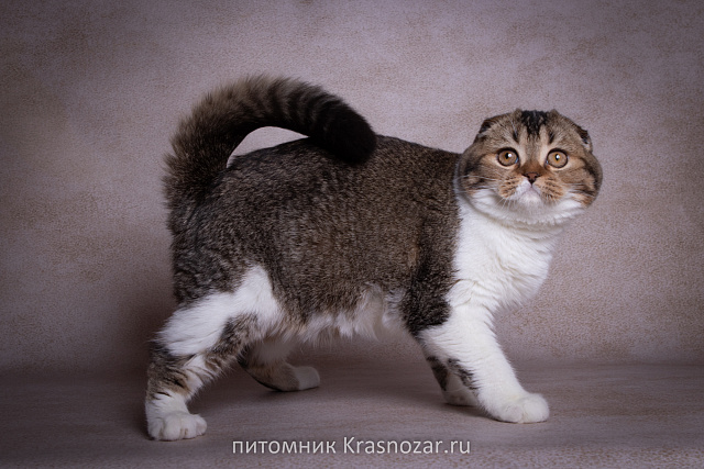 Krasnozar Shaya