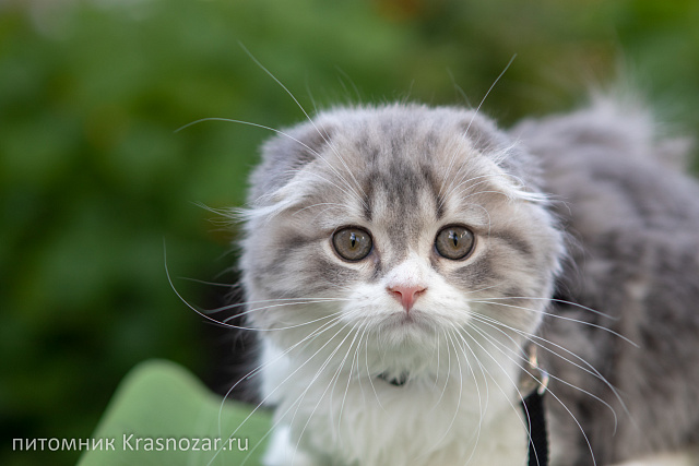 Krasnozar Tsefey