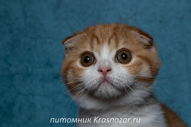 Krasnozar Persik