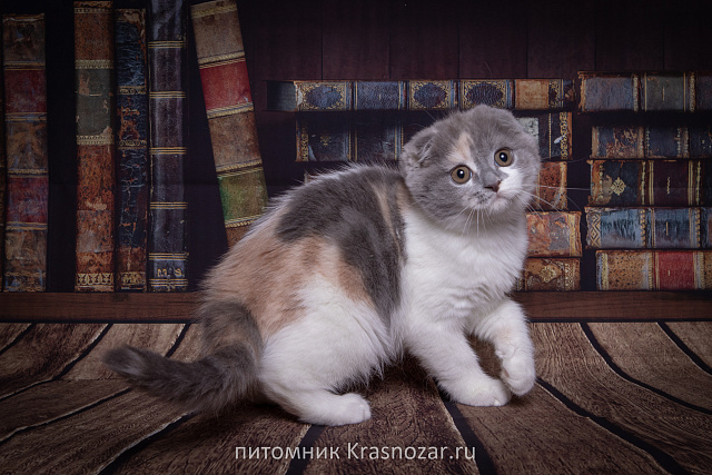 Krasnozar Chareshnya