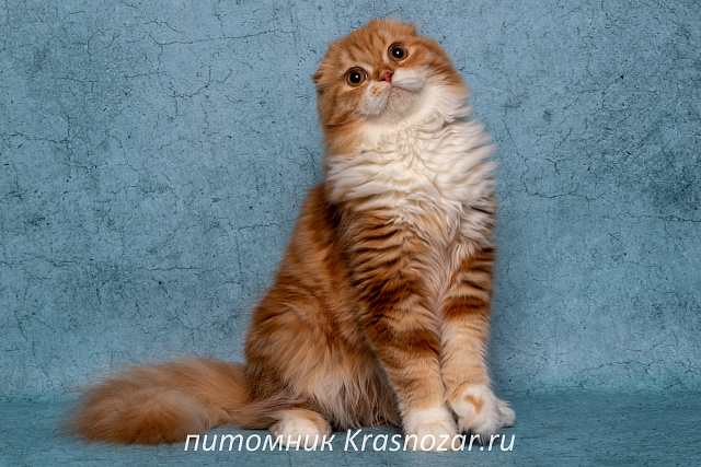 Krasnozar Nestor Petrovich