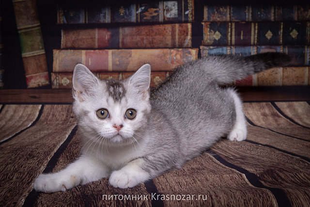 Krasnozar Shanel №5