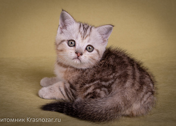 Krasnozar Edison