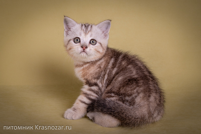 Krasnozar Edison