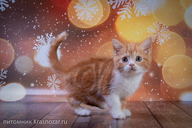 Krasnozar FireBall