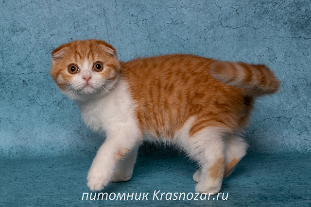 Krasnozar Persik