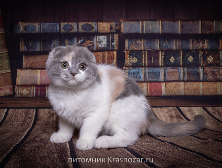 Krasnozar Chareshnya
