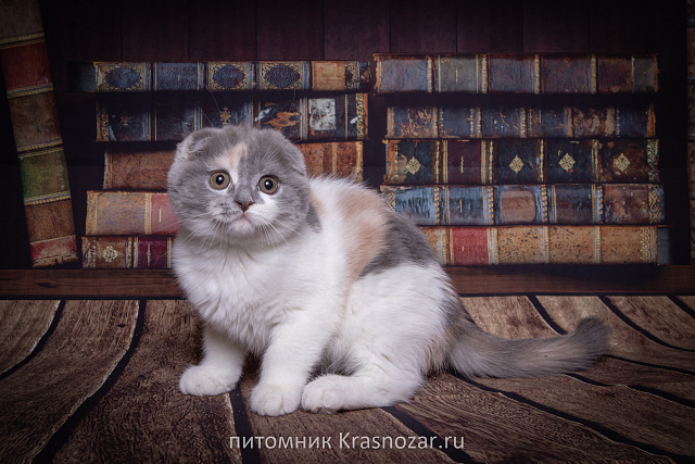 Krasnozar Chareshnya