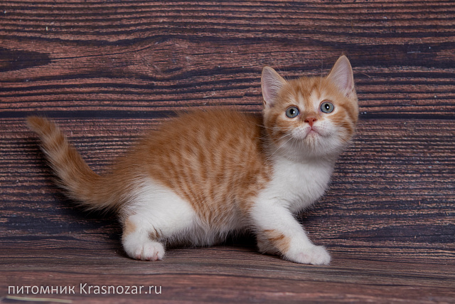 Krasnozar Tsukerberg