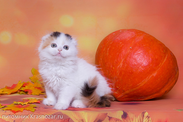 Krasnozar Nadezhda