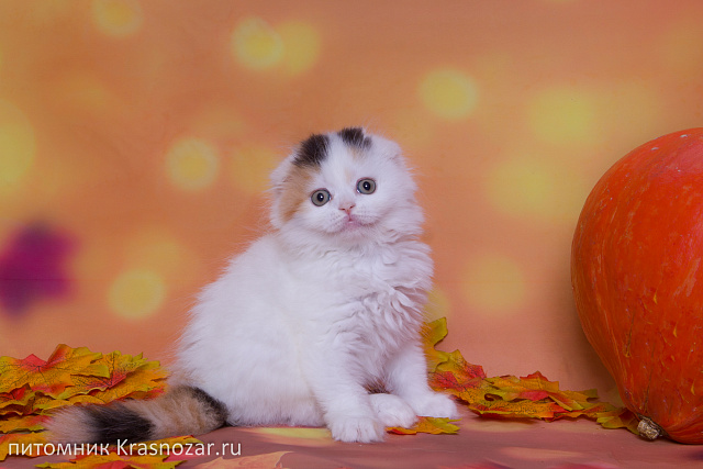 Krasnozar Nadezhda