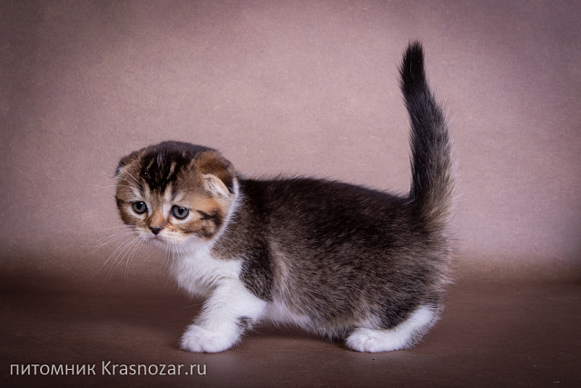 Krasnozar Shaya