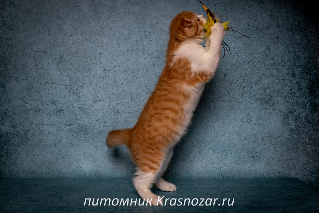 Krasnozar Persik