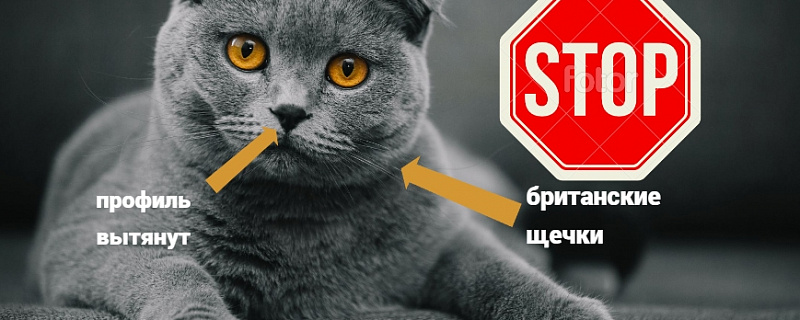 Тайны голубого окраса у шотландских вислоухих кошек