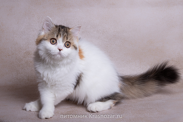 Krasnozar SHCHebetuniya
