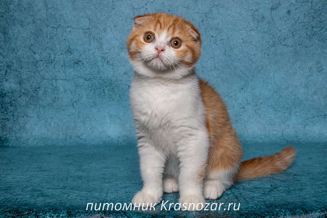 Krasnozar Persik