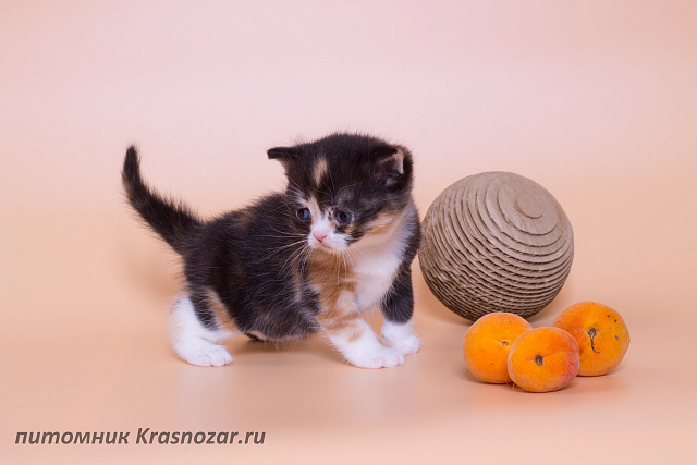 Krasnozar Lava