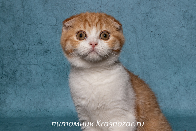 Krasnozar Persik