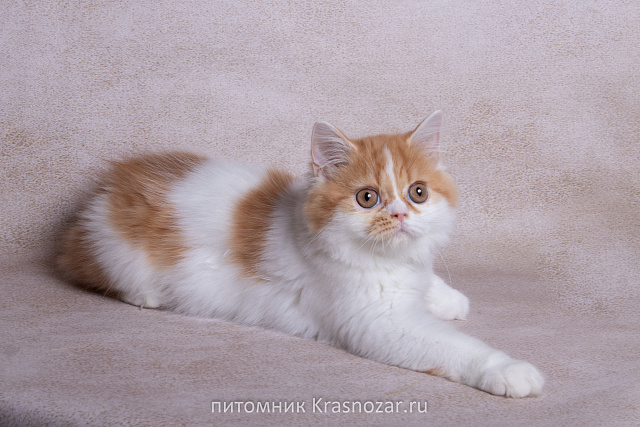 Krasnozar SHCHerbet