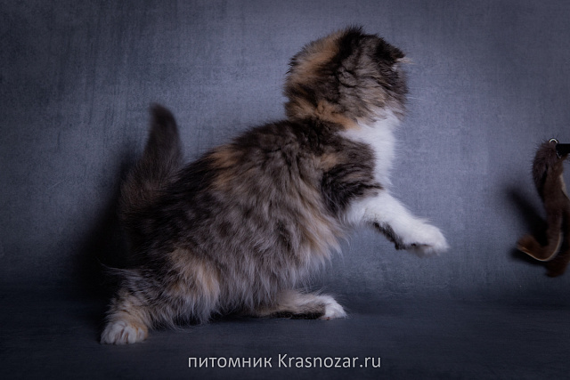 Krasnozar SHCHedrinka