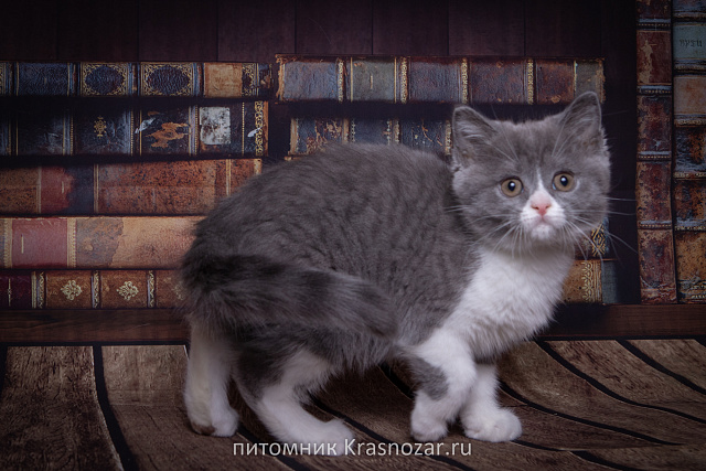 Krasnozar Charodeyka