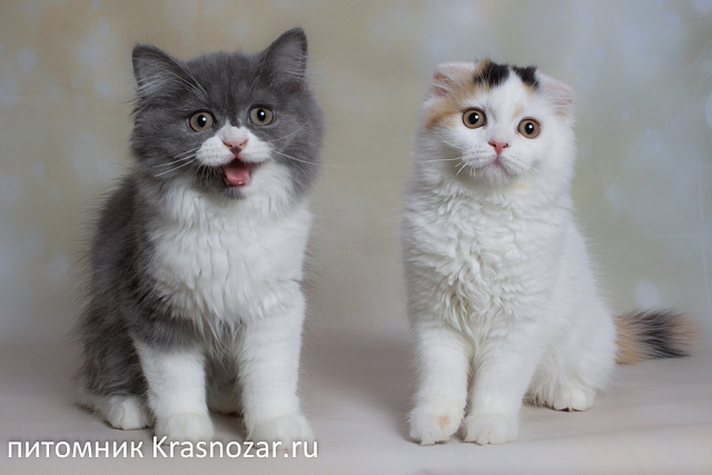 Krasnozar Nadezhda