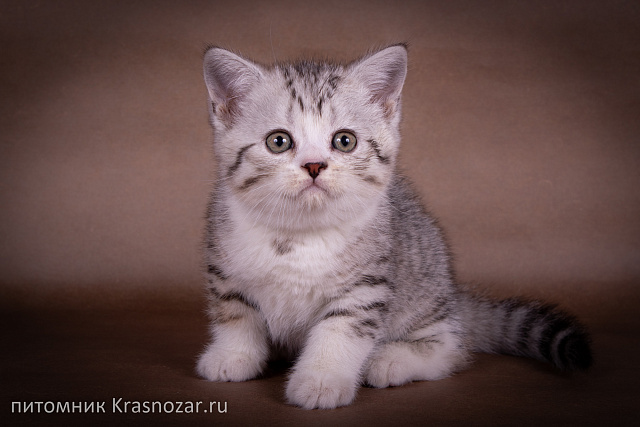 Krasnozar Edmund
