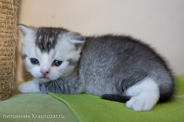 Krasnozar Shanel №5