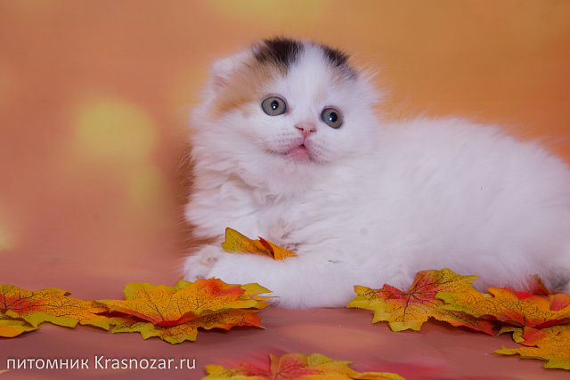Krasnozar Nadezhda