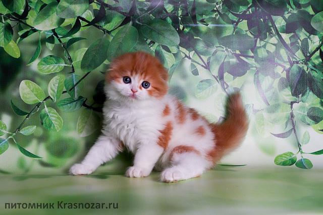 Krasnozar Holiday