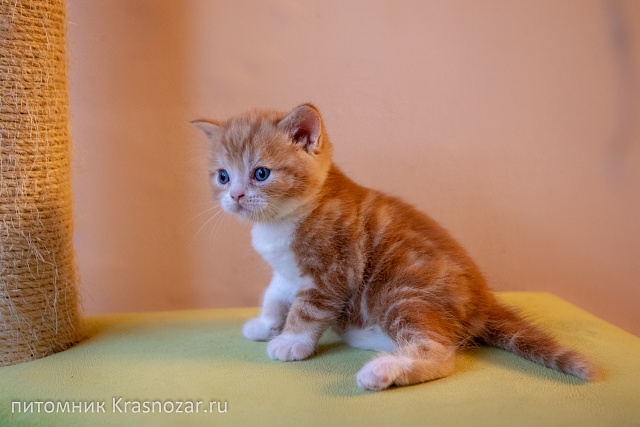 Krasnozar FireBall