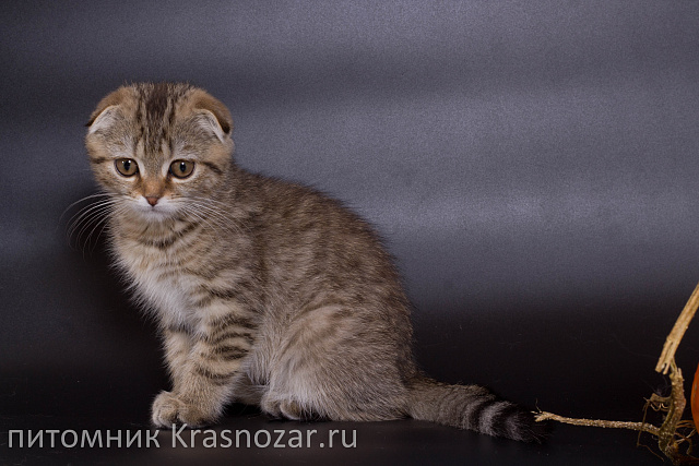Krasnozar Zosia