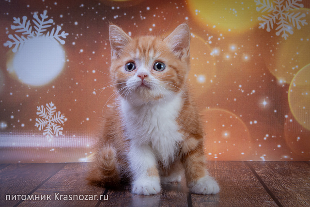 Krasnozar FireBall