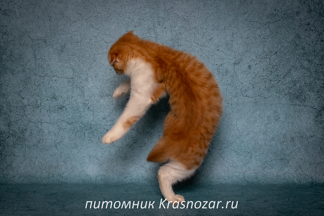 Krasnozar Persik