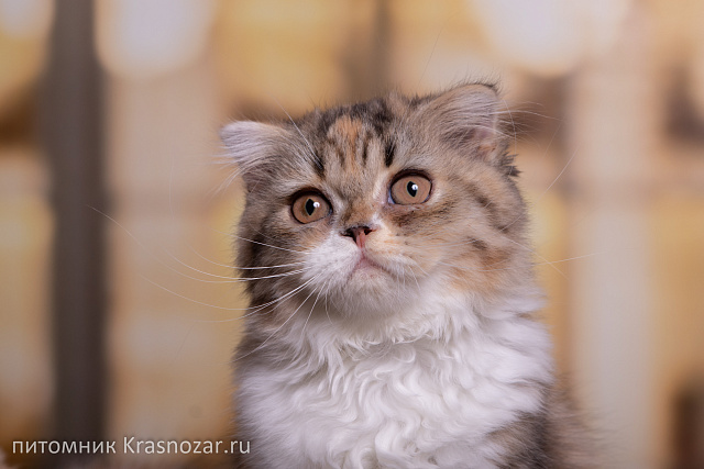 Krasnozar Юрмала