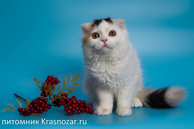 Krasnozar Nadezhda