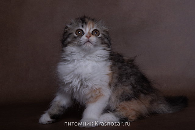 Krasnozar SHCHedrinka