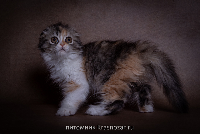 Krasnozar SHCHedrinka