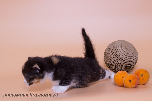 Krasnozar Lava