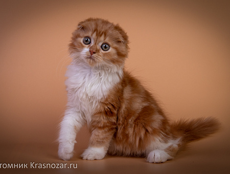 Krasnozar Tsi Gun