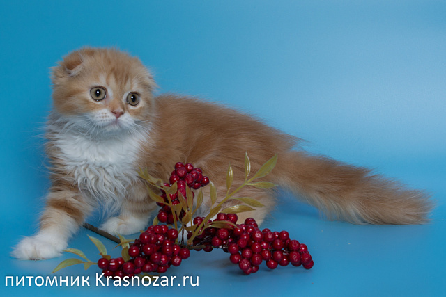 Krasnozar Nestor Petrovich