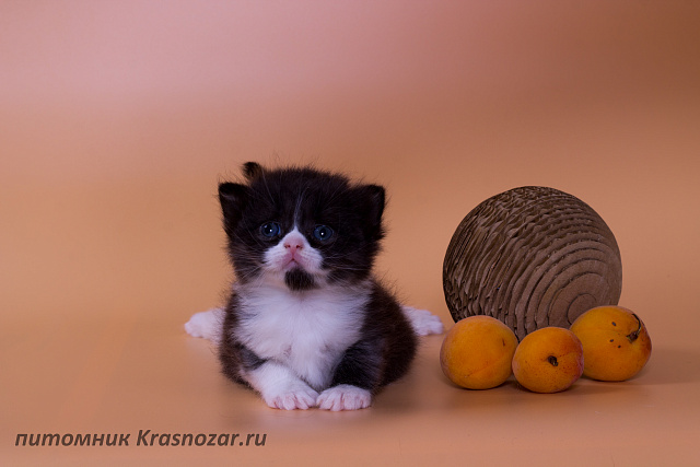 Krasnozar Lavina