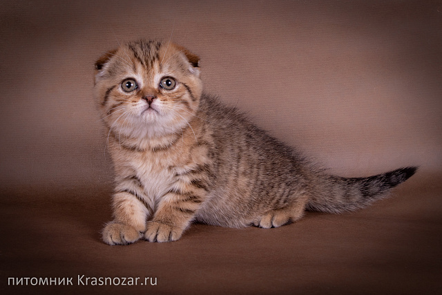 Krasnozar Erica