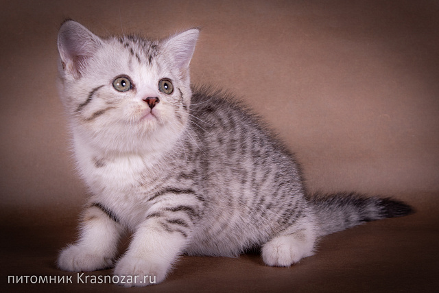 Krasnozar Edmund