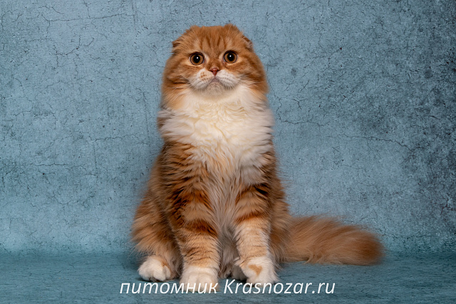 Krasnozar Nestor Petrovich