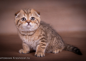 Krasnozar Erica